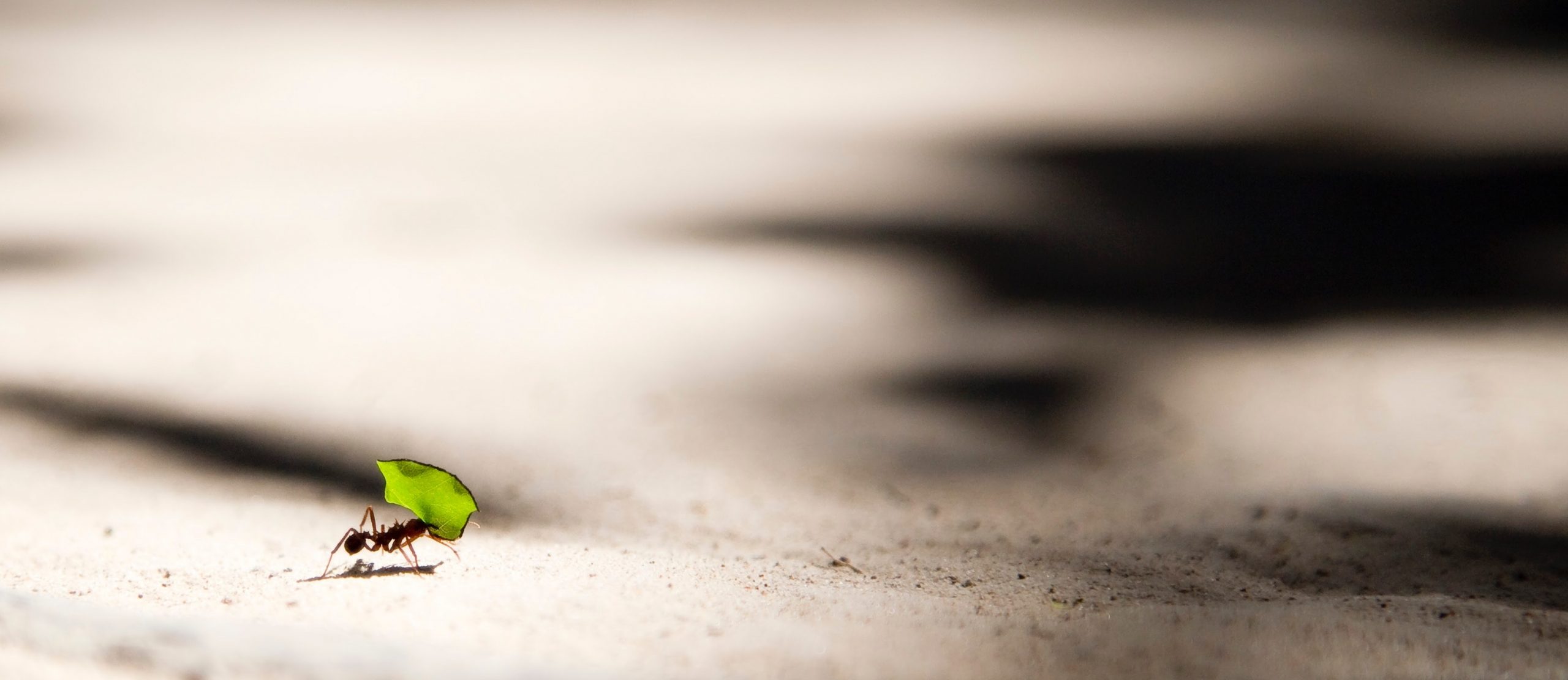Seit WordPress 5.3: Bilder werden auf 2560 Pixel verkleinert
