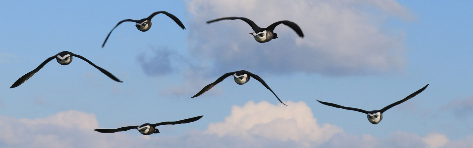 WordPress Migration ganz einfach