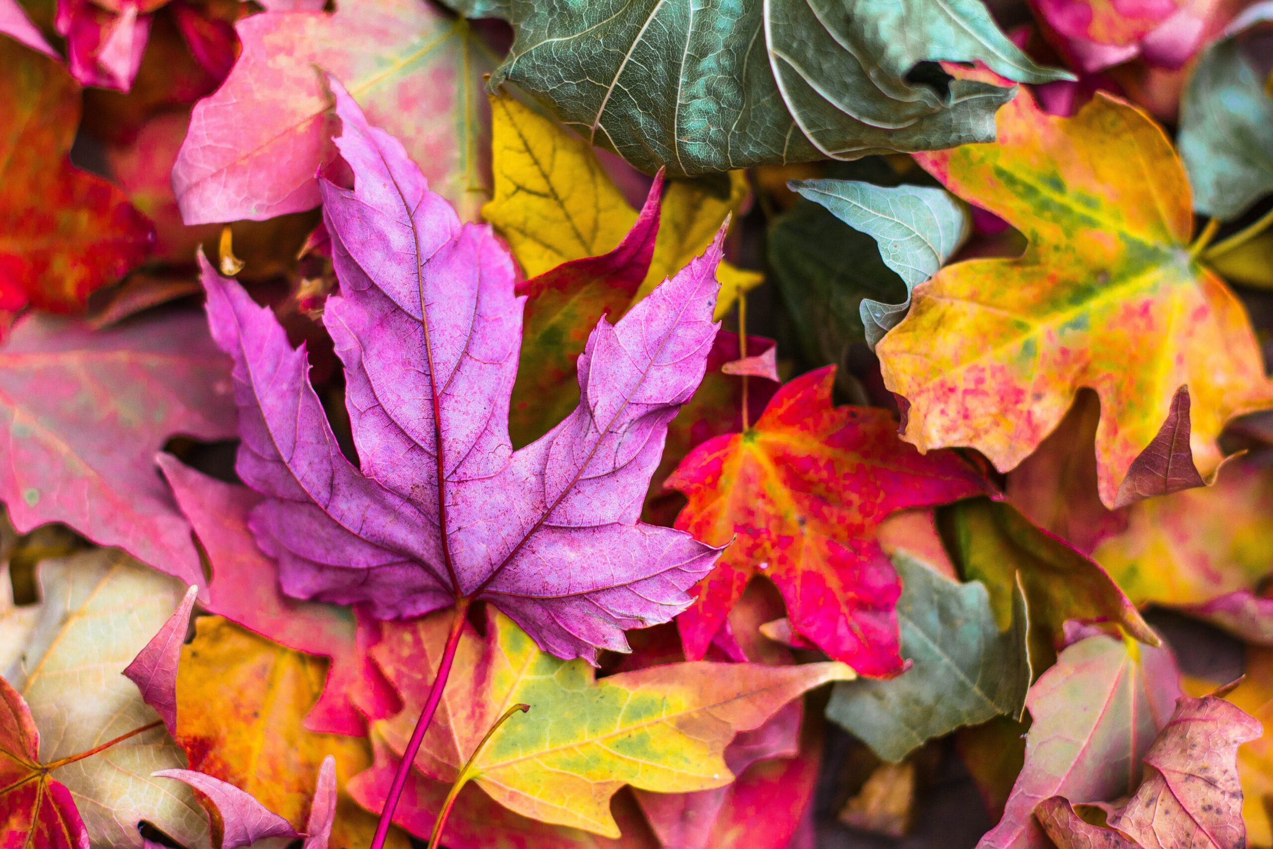 Die Psychologie der Farben im Webdesign: Wie Farben die Stimmung und das Verhalten beeinflussen